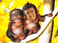 funny-monkeys